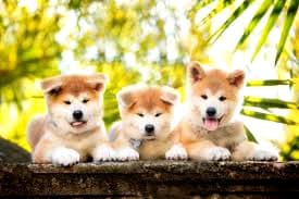 キャバリアの男の子 - 東京都