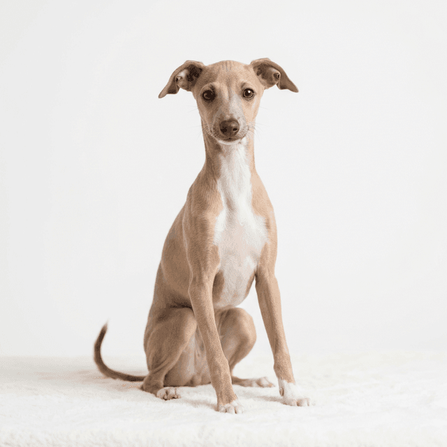 イタリアン・グレーハウンド(Italian Greyhound)