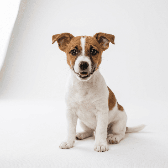 ジャック・ラッセル・テリア(Jack Russell Terrier)