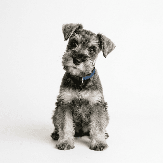 ミニチュア・シュナウザー(Miniature Schnauzer)