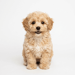 MIX犬(体重10kg未満)