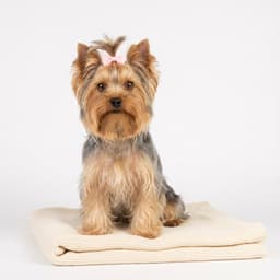 ヨークシャー・テリア