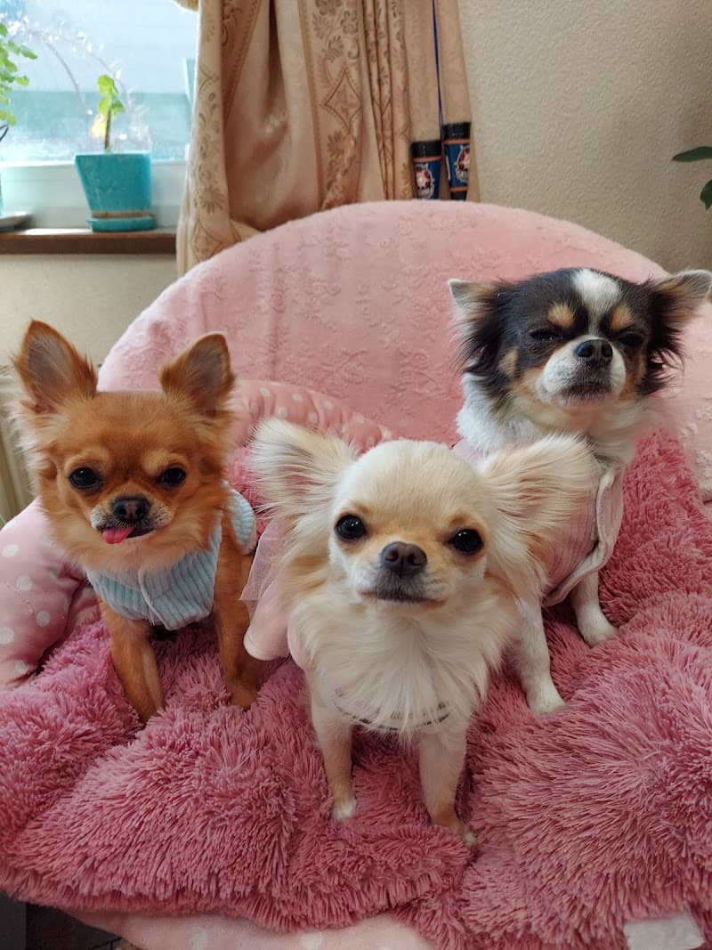 こにしどうぶつ病院