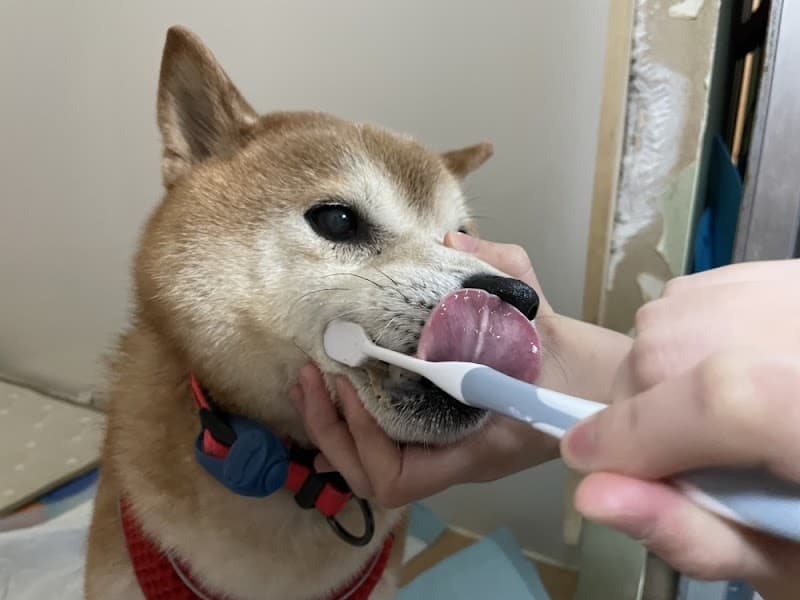 ルル動物病院 花川院