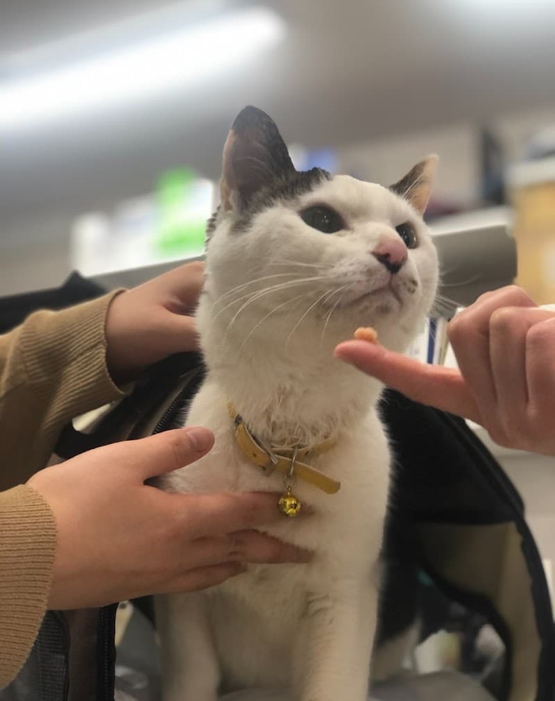 レラ動物病院 (旧名: サンペ動物病院)