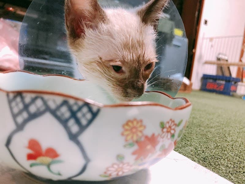 みさと動物病院