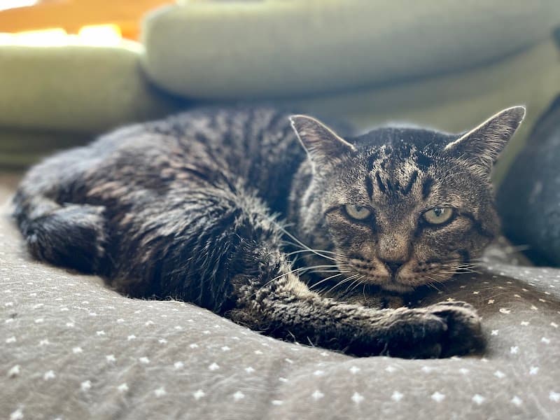 たるみ動物病院