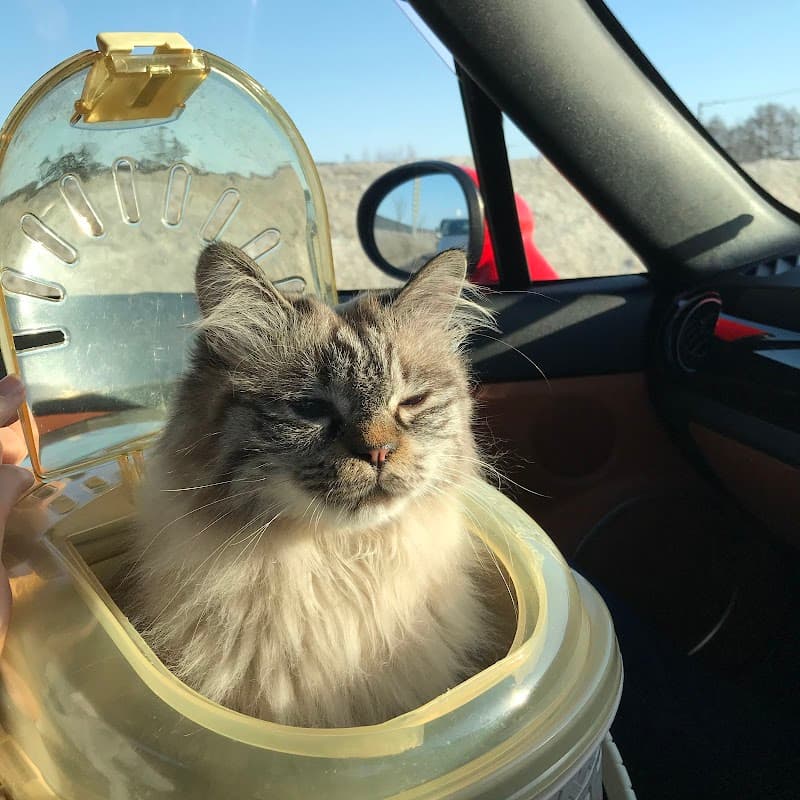 アルファ犬猫病院