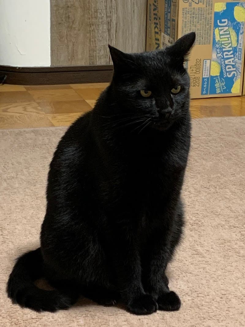 みかどペット病院