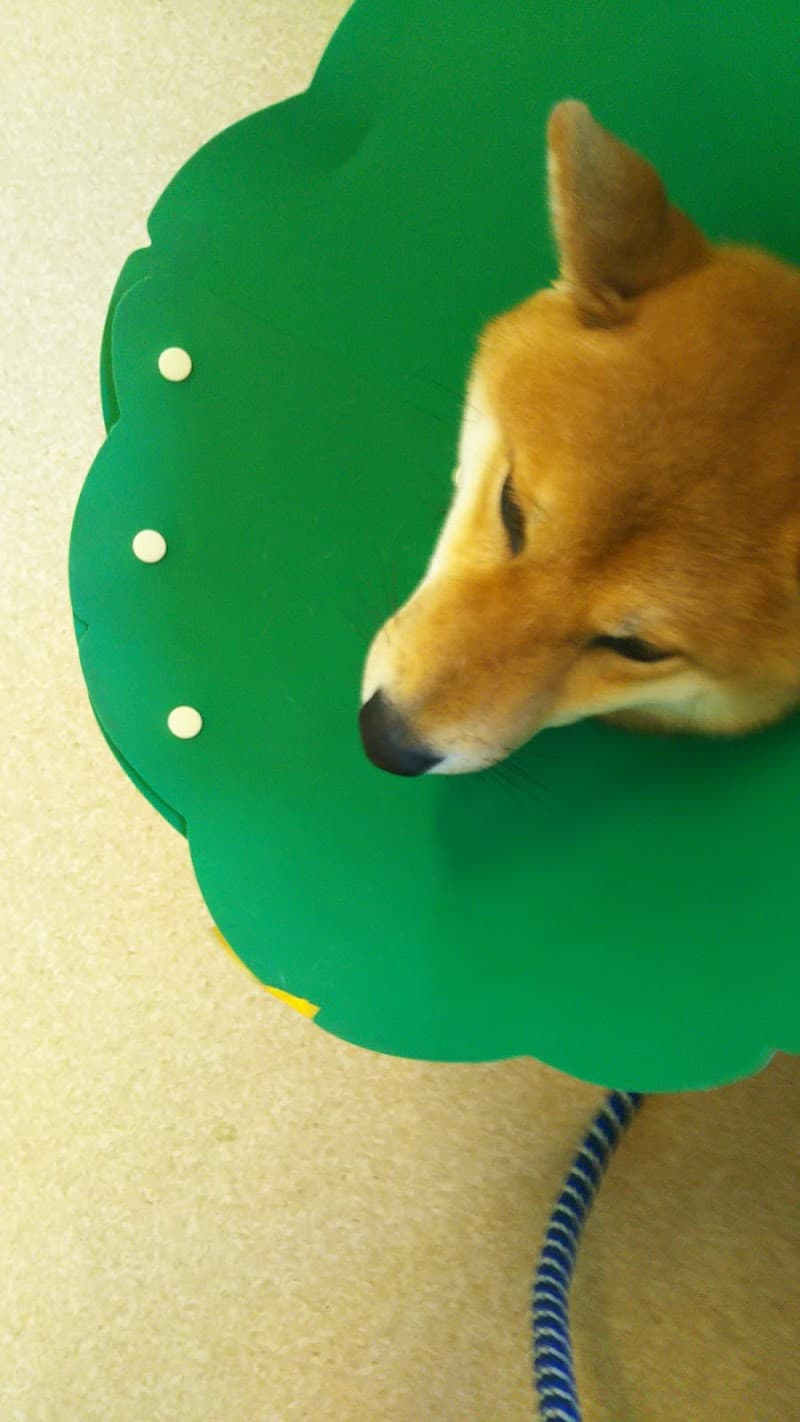 アルゴどうぶつ病院