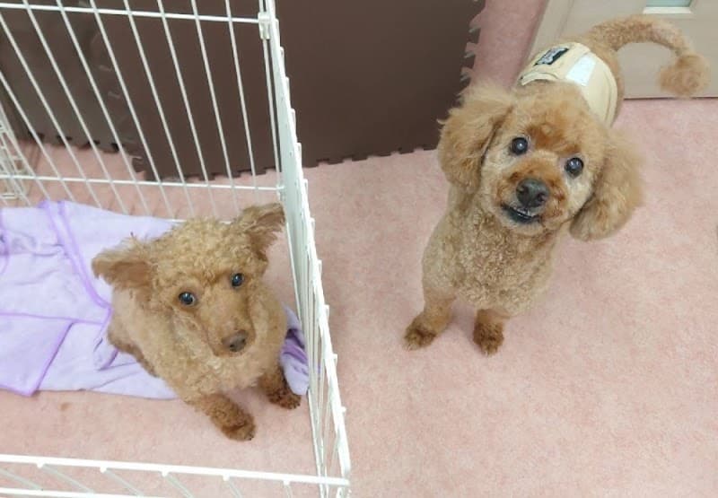 もぐもぐ動物病院