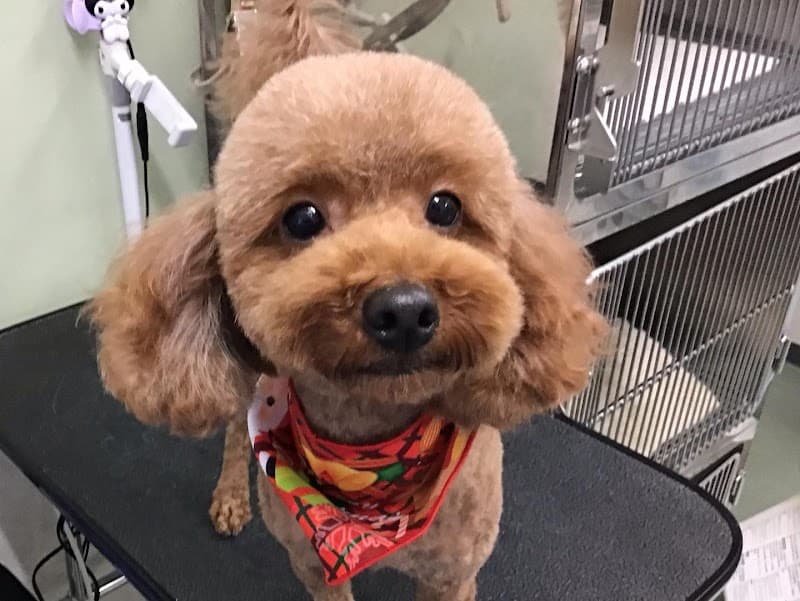 北愛動物病院 札幌院