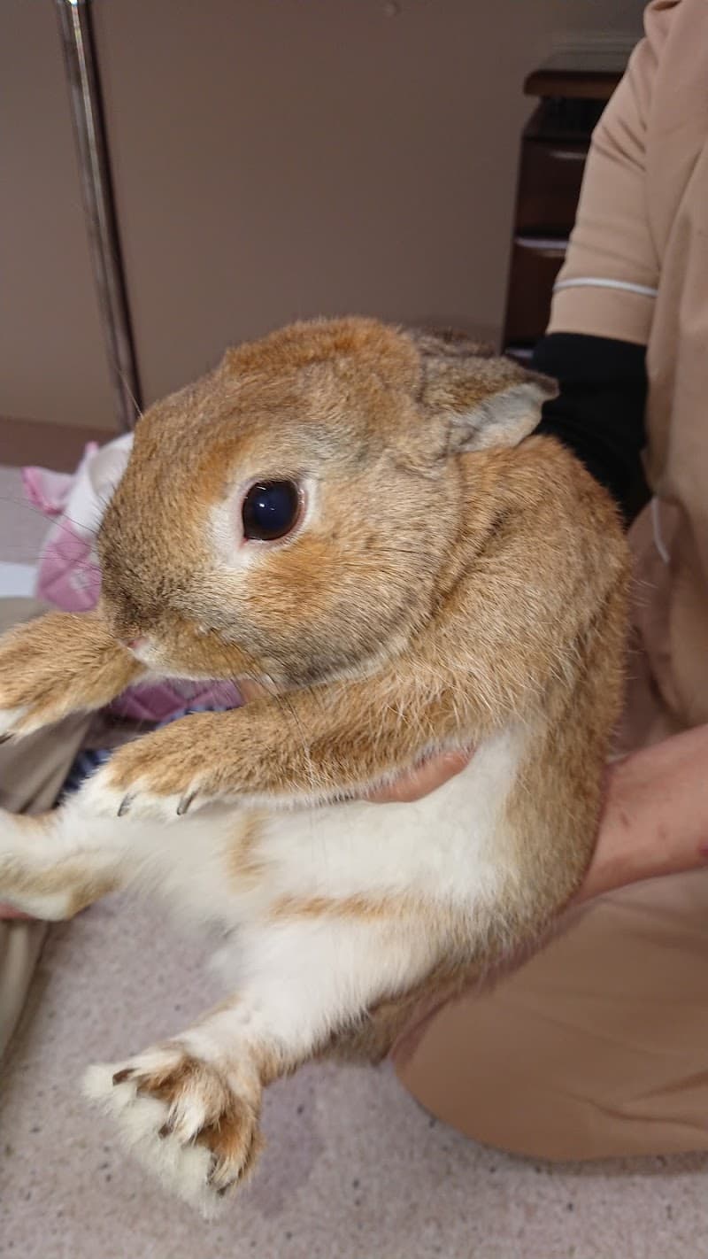 あかしや動物病院