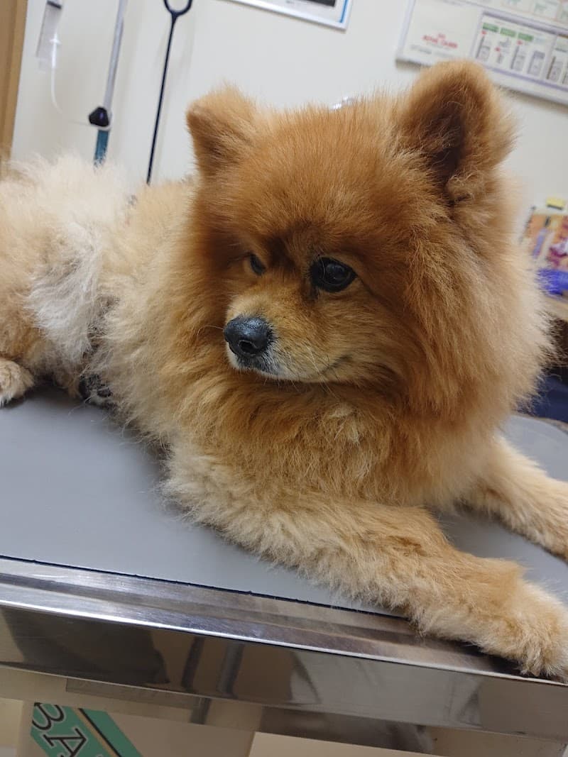 めむろ動物病院