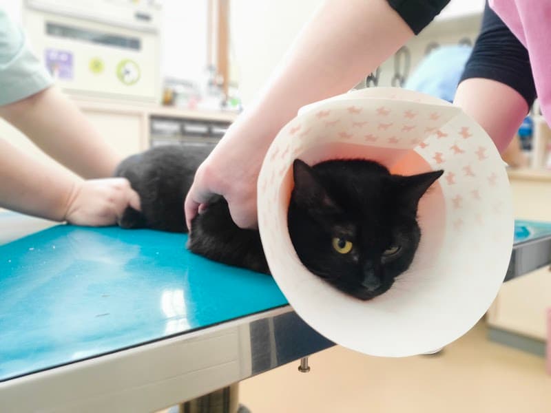 菜の花どうぶつ病院