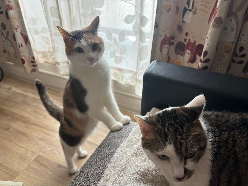 往診専門 ささどうぶつ病院