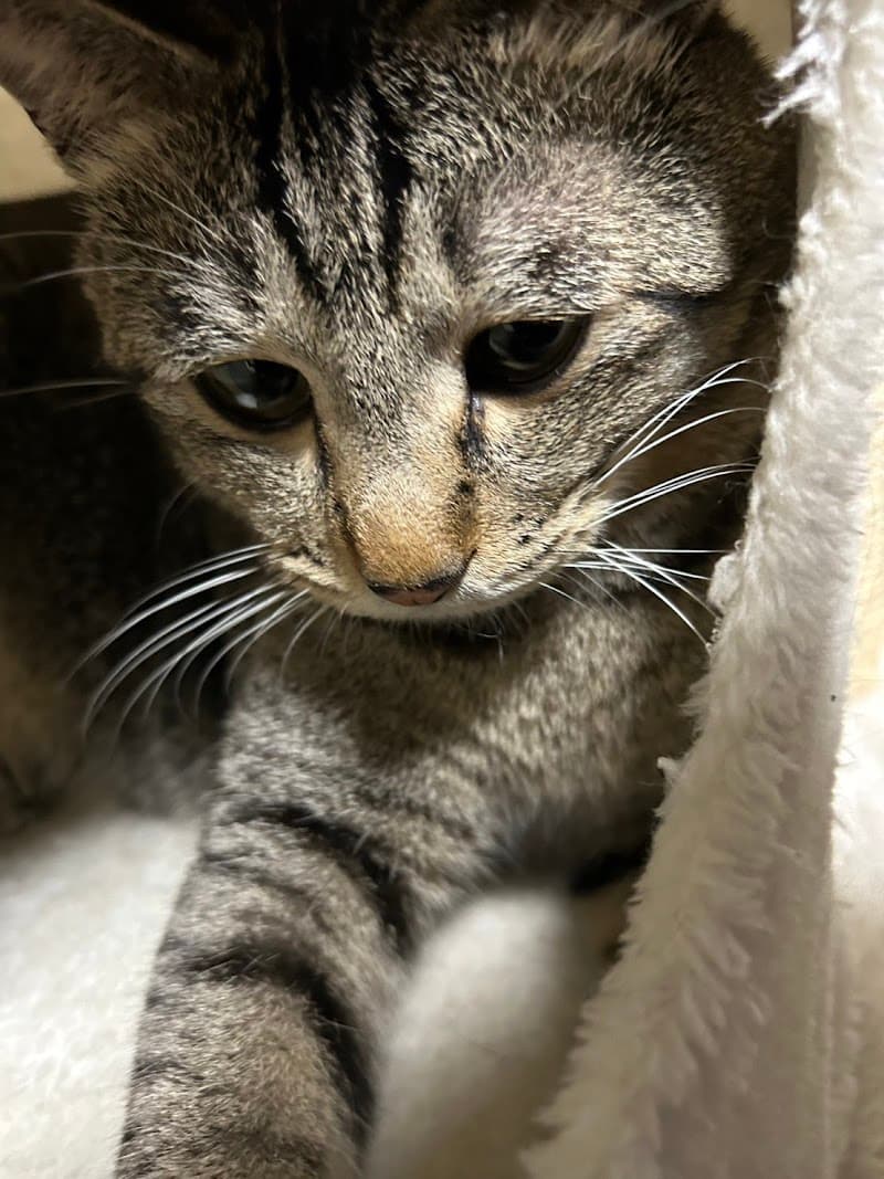 ほんむら動物病院