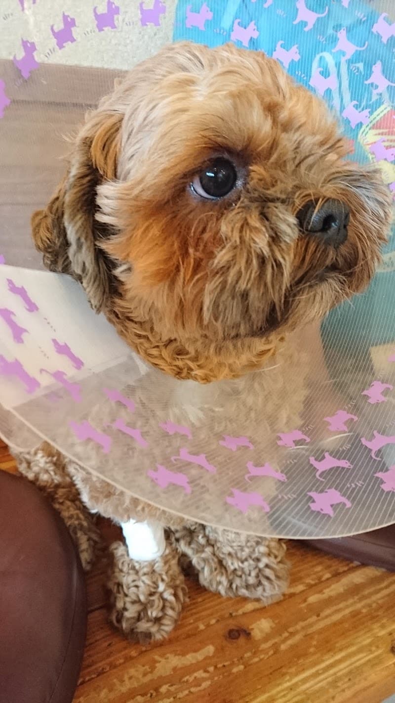 どうぶつ園通りの動物病院