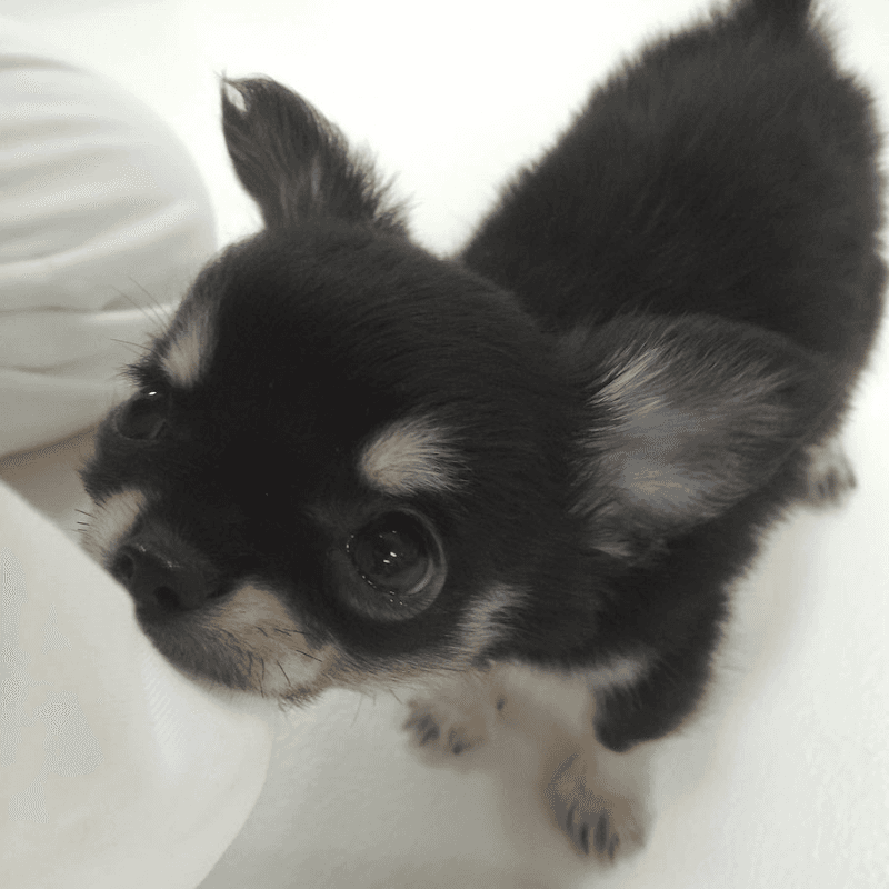 あきた動物病院