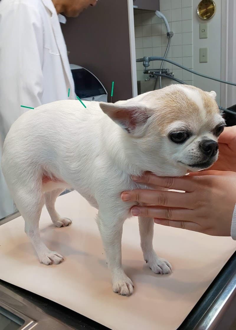 アニマルクリニック永山公園