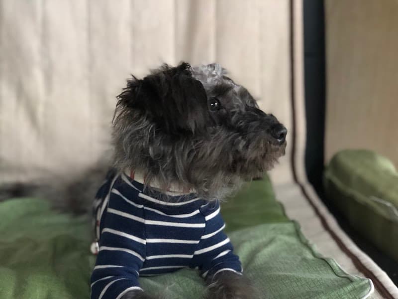 すずき動物診療所