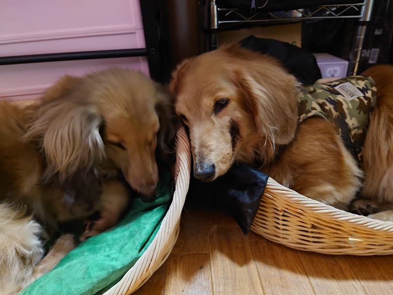 小山田獣医科クリニック