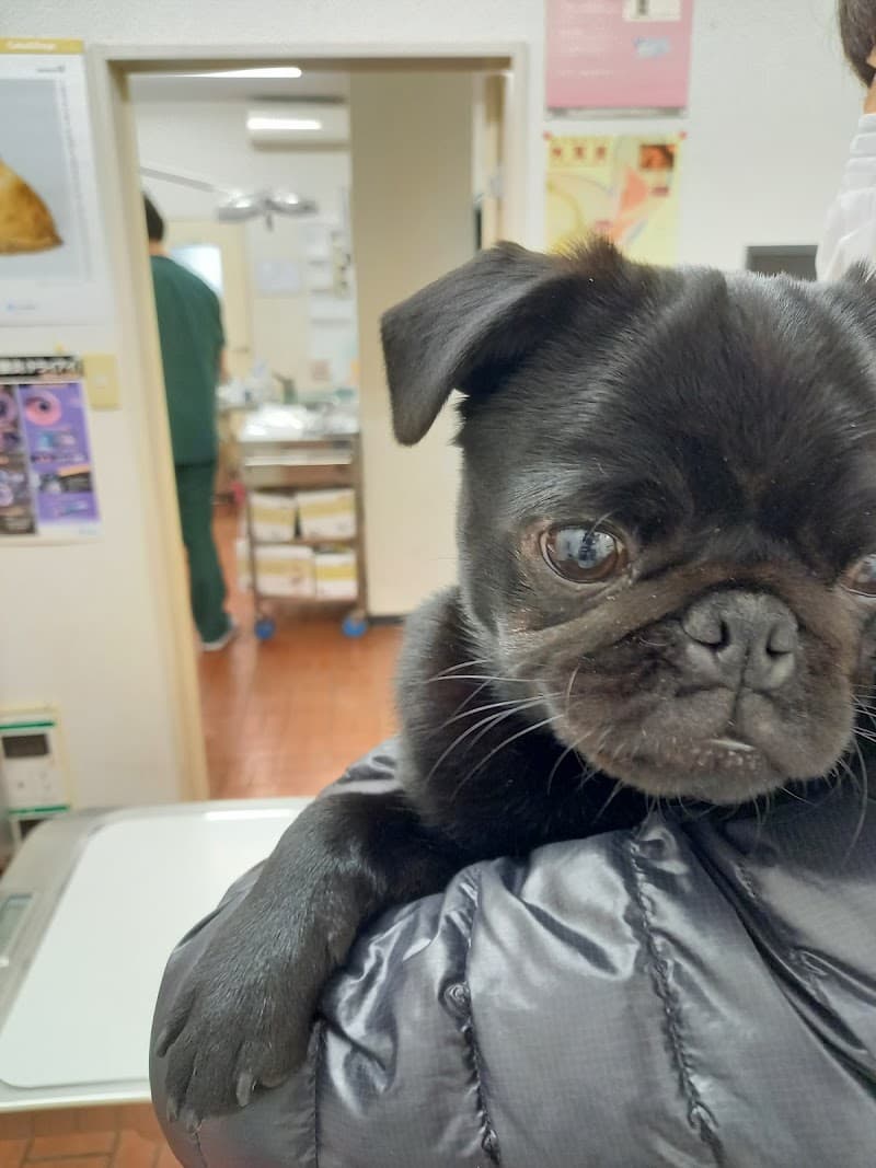 南部町グリーン動物病院