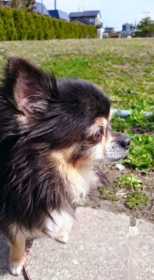 あすなろ動物病院