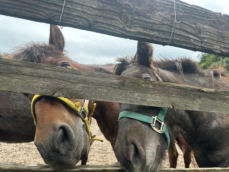 POLOホースクリニック