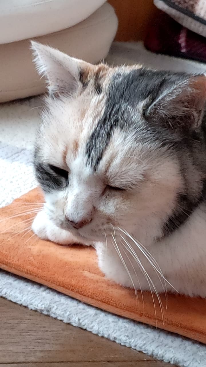 工藤動物病院
