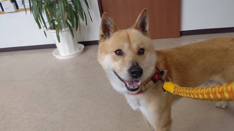 ごとう動物病院