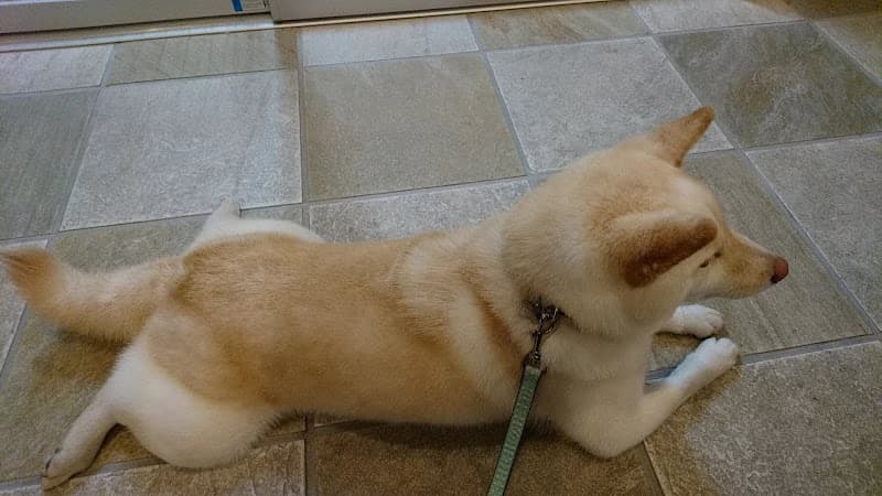 ほき動物クリニック