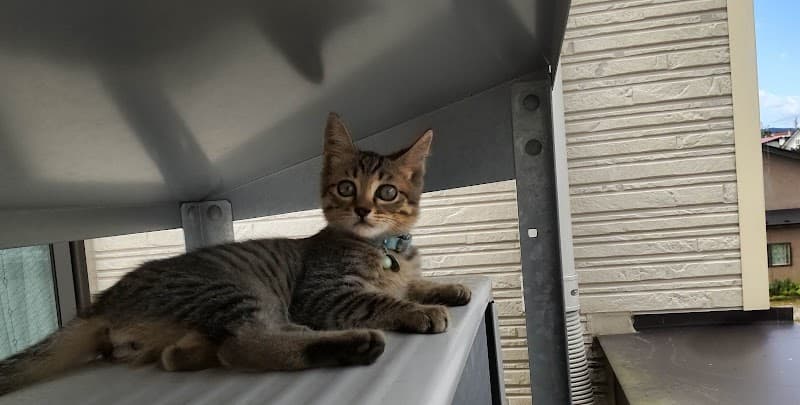 いせだ動物クリニック