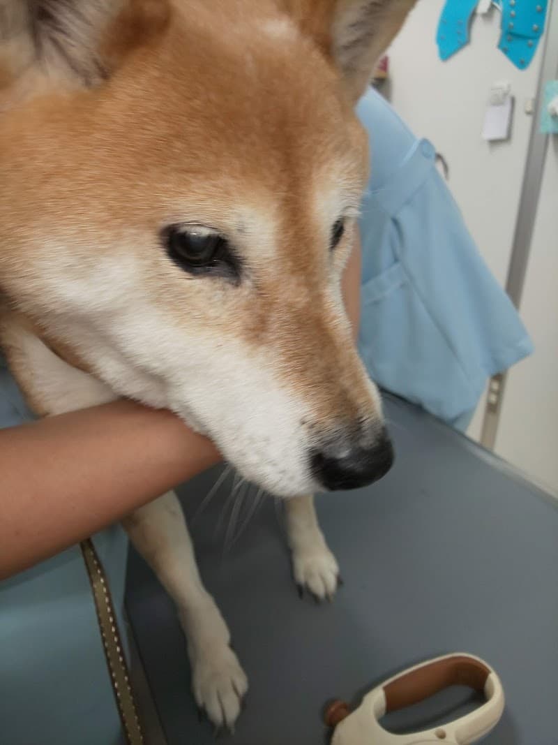 さくら動物病院