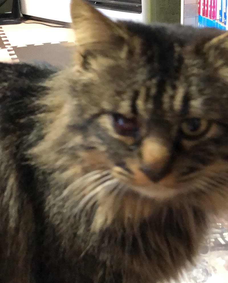 かわむら動物医院