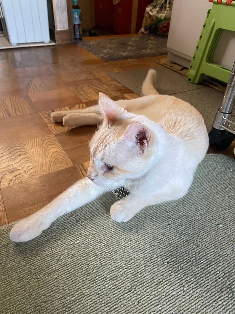 動物病院なつい