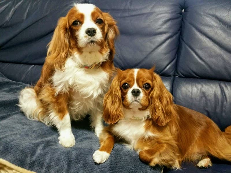 いわて総合動物病院