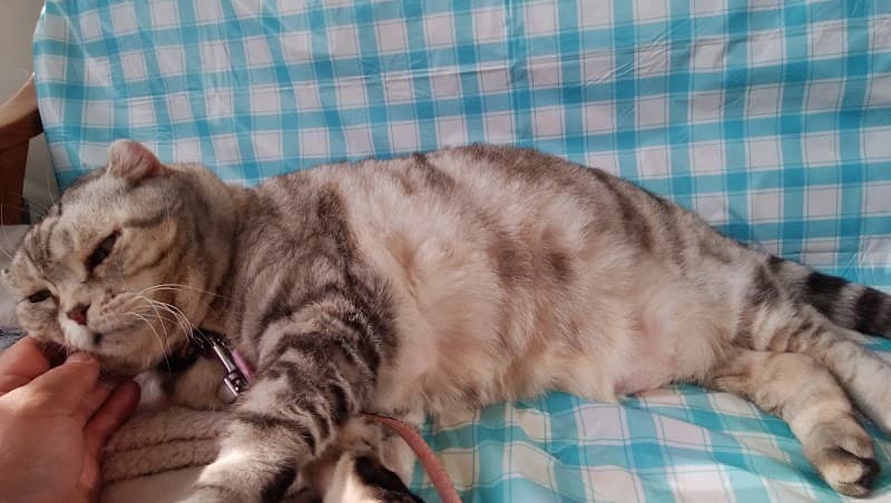 宮古グリーン動物病院