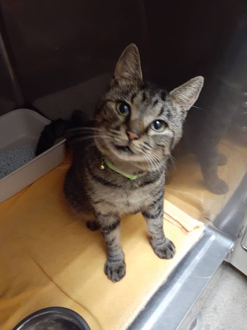 たんぽぽ動物病院