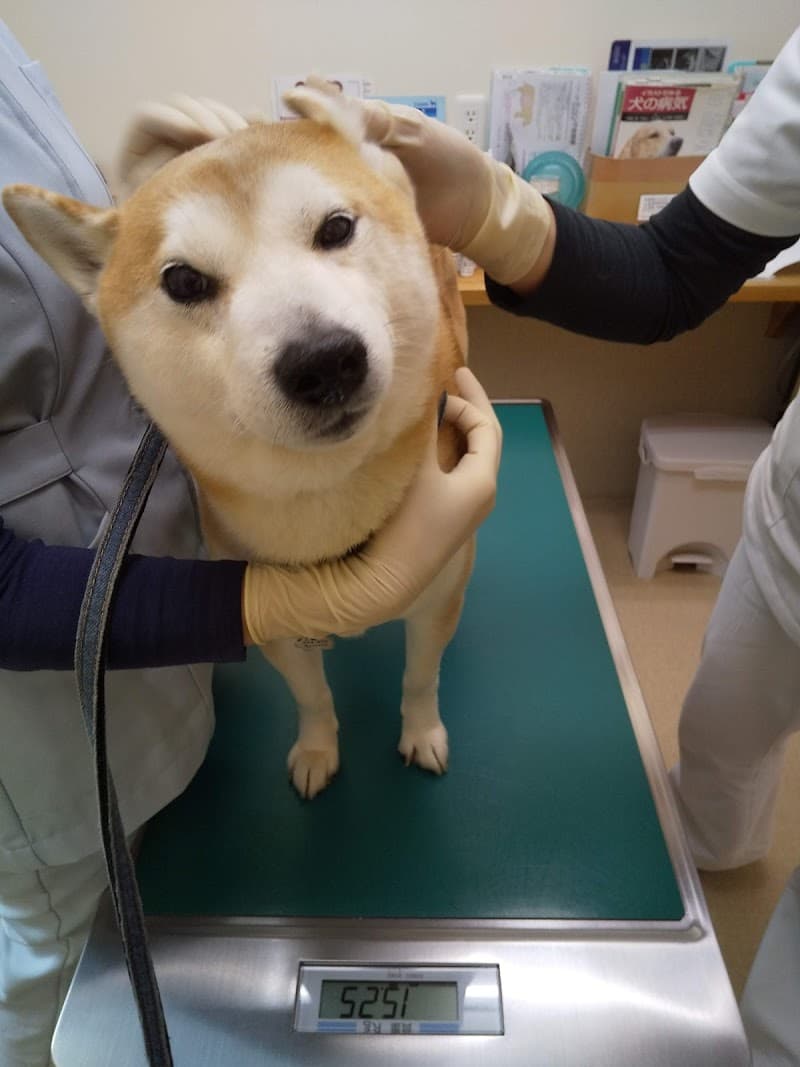 すご動物病院