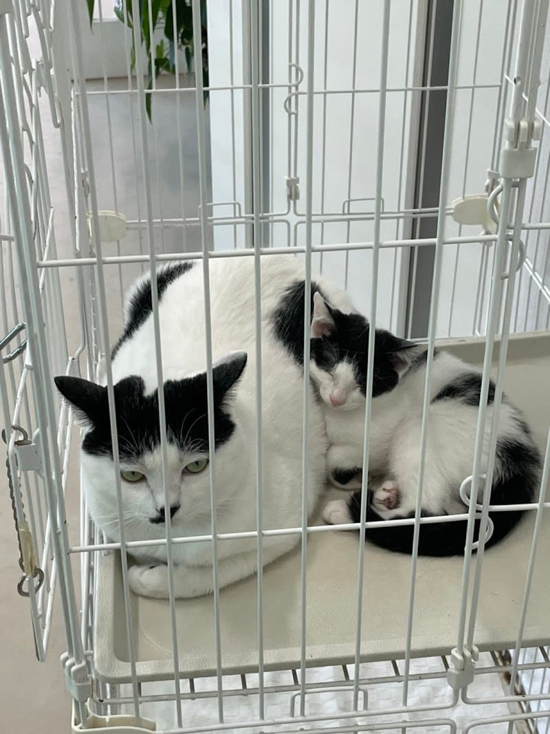 グリーン動物病院