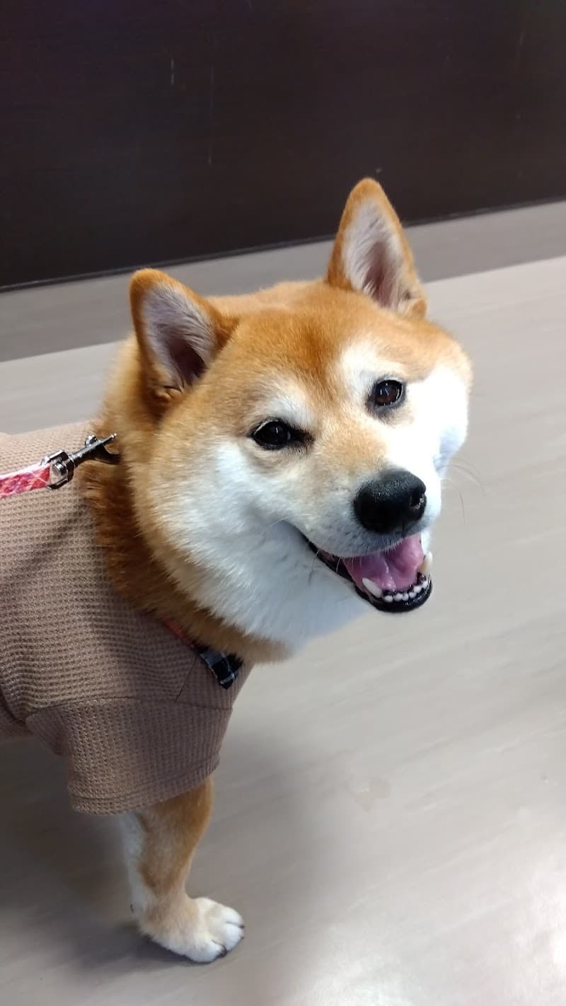 エルどうぶつクリニック