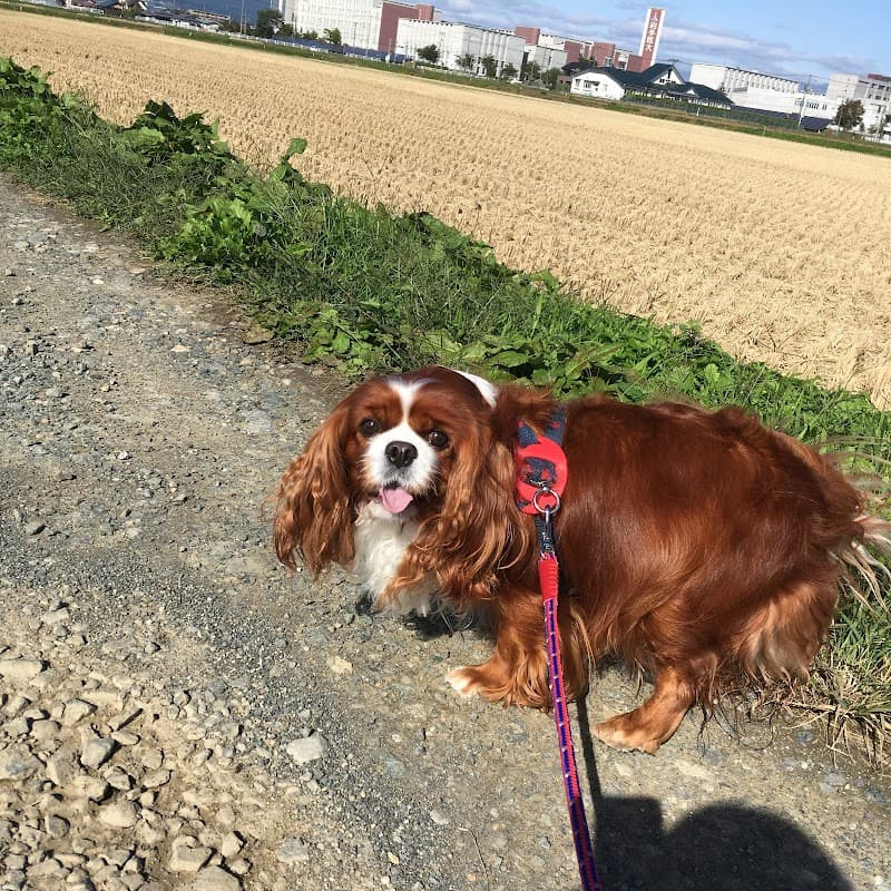 みゅう動物病院