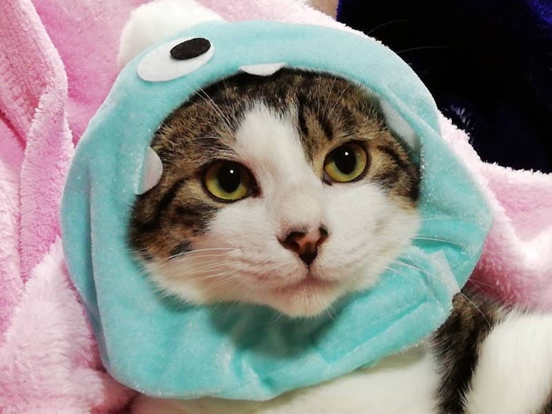 フレンズ動物病院