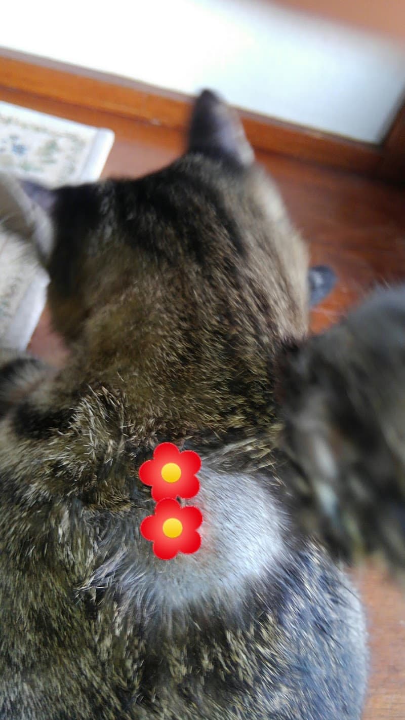 はしもと動物医院