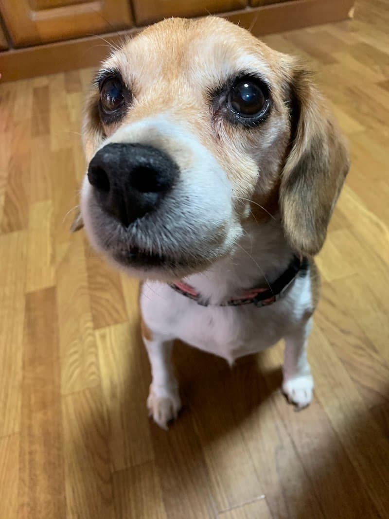 星が丘ペットクリニック