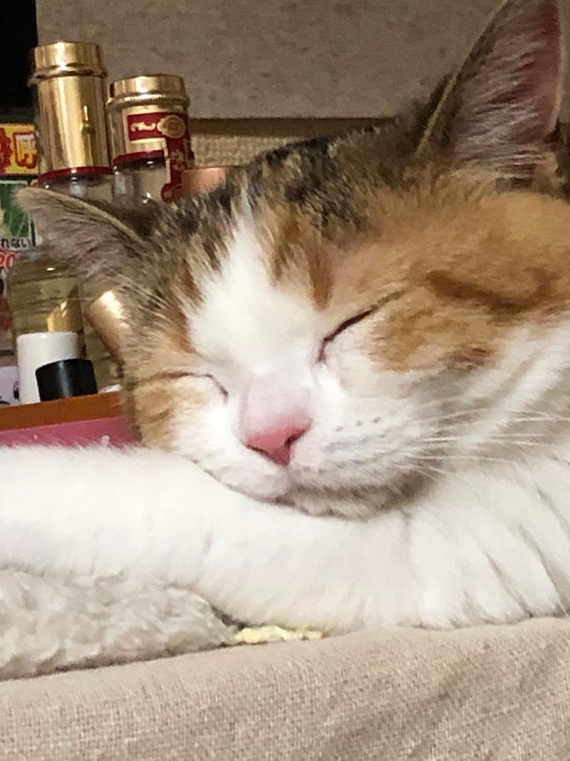 谷津動物病院