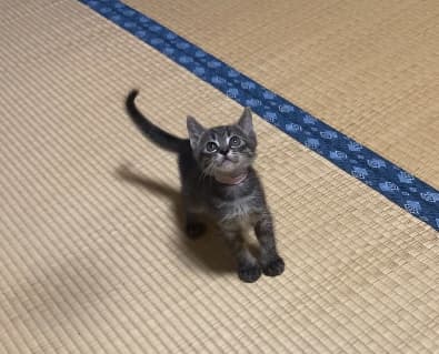 梶田動物病院