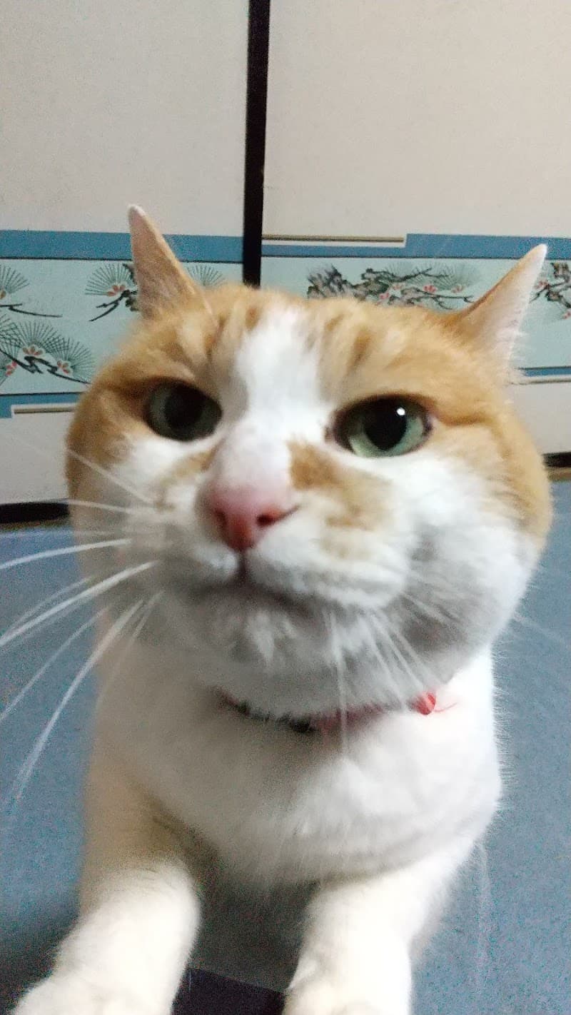 ほりごめ獣医科医院