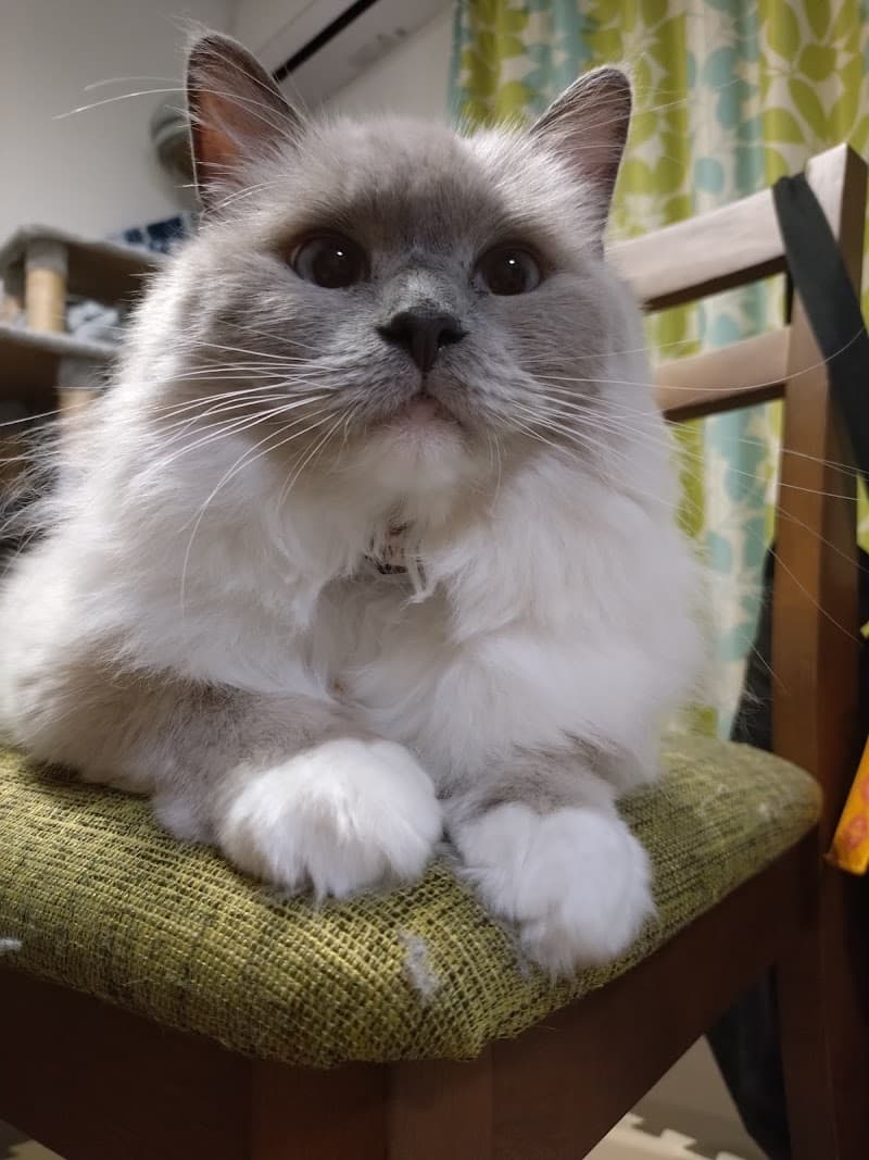 氏家動物病院